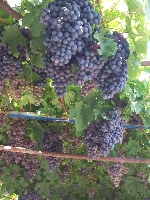 Саженцы винограда