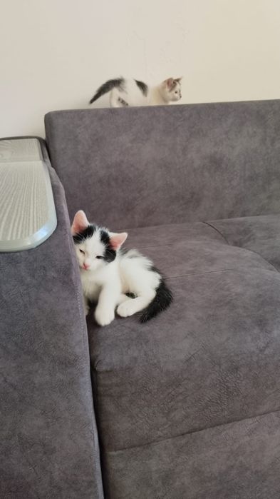 Животное , котята
