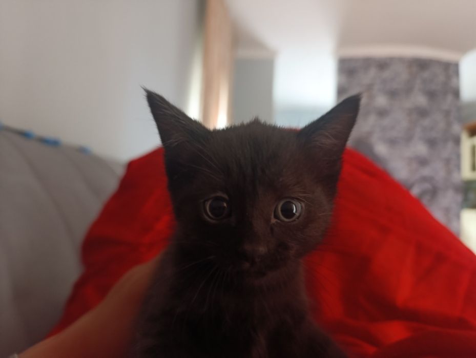 Черный котенок девочка