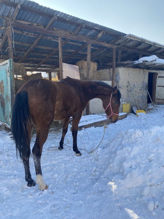 Чистокровка байтал сатылады