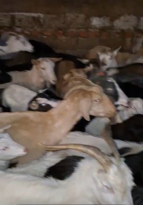 Capre de vanzare carpatine . Mai multe detalii la telefon