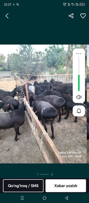 Qassob xizmati  tezkor sifatli