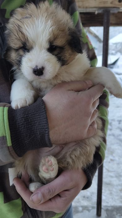 Căței, talie mijlocie, spre adopție responsabilă