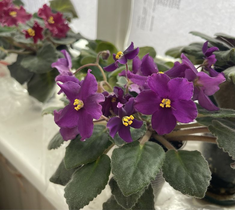 Продам цветущие сортовые фиалки