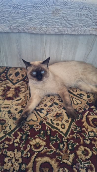 Сиамская кошка.!