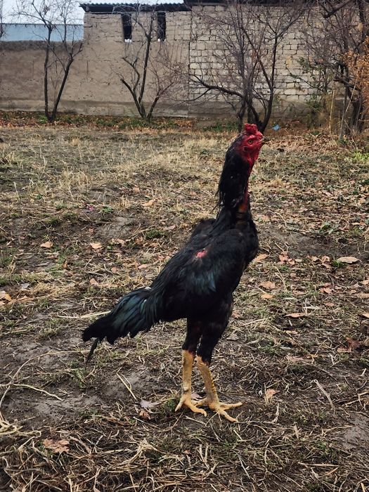 Хуроз сотилади зотига жавоб