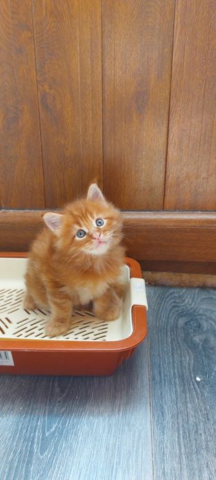 Котята Мейн Куны