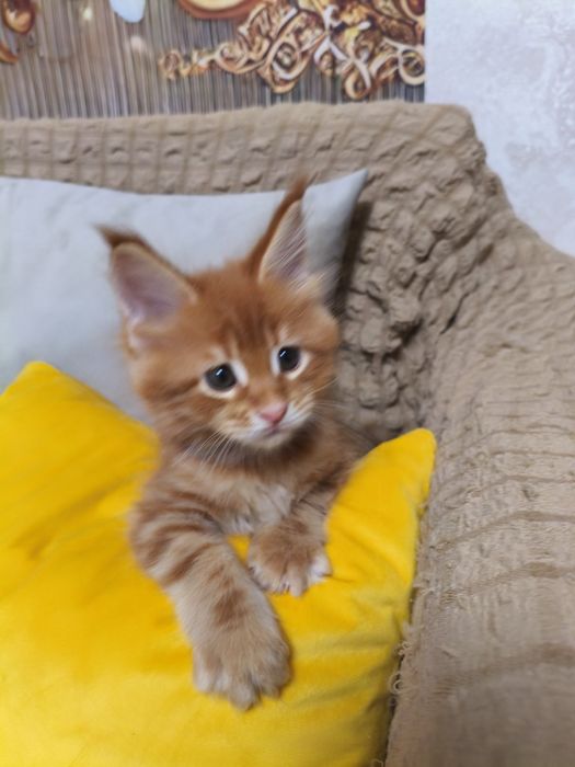 Продам котёнка Мейнкун