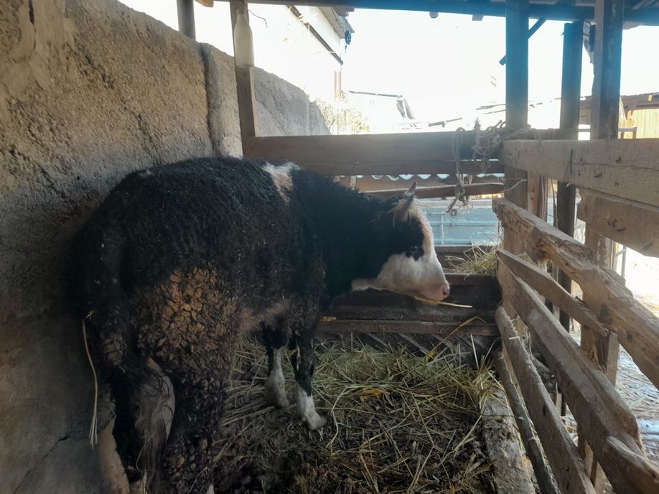 Семіз бұқа сатылады