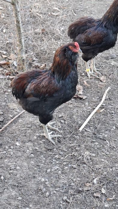 Araucana potarnichiu salbatic.