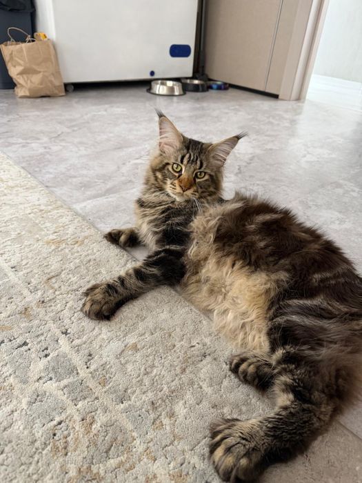 Вязка Мейн кун (кот)