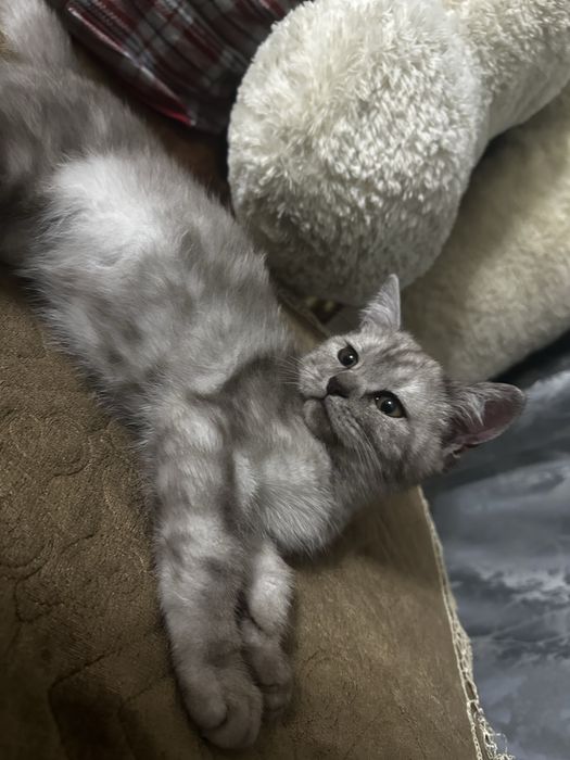 Британский котенок 3 месяц