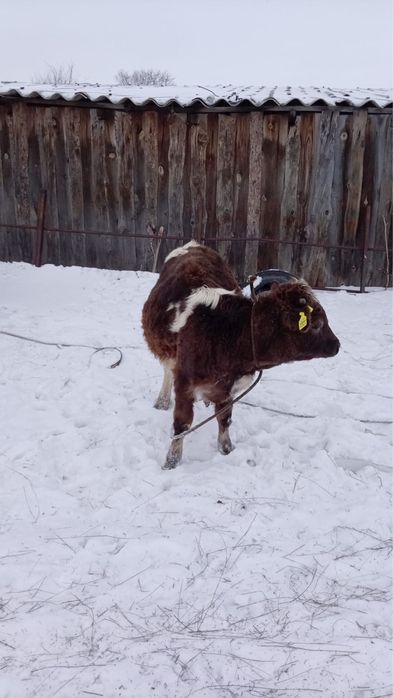 Продам бычков.  .