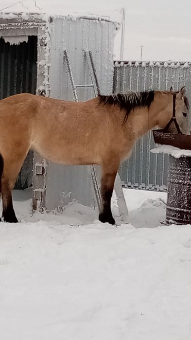 Бие сатылады буаз