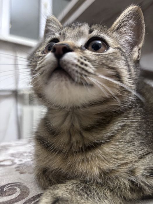 Котенок (девочка) в добрые руки