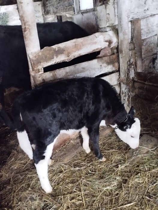 Продам тёлочку два месяца