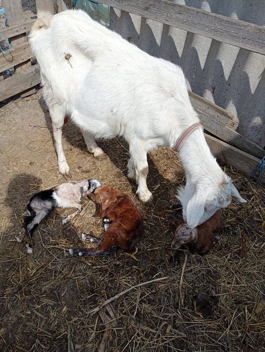 Vând capre tinere la prima și a doua fătare