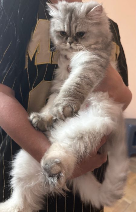Котенца персийски чинчили