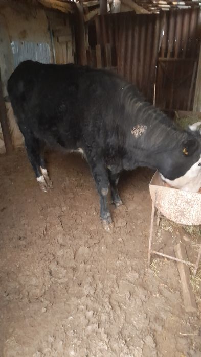 Бағылған қара қашар