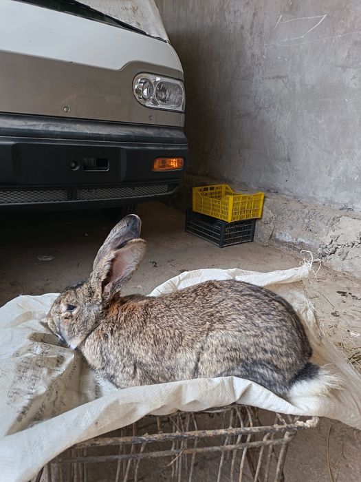 Falander nar quyon sotiladi