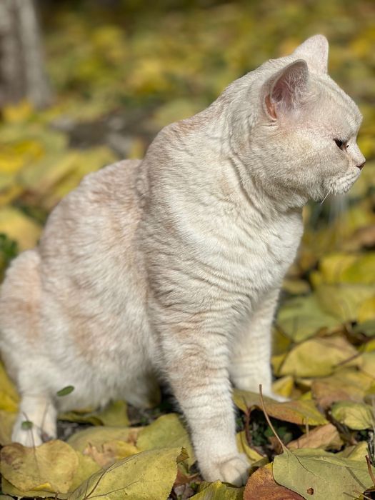 Имеется кот скоттиш страйт на вязку