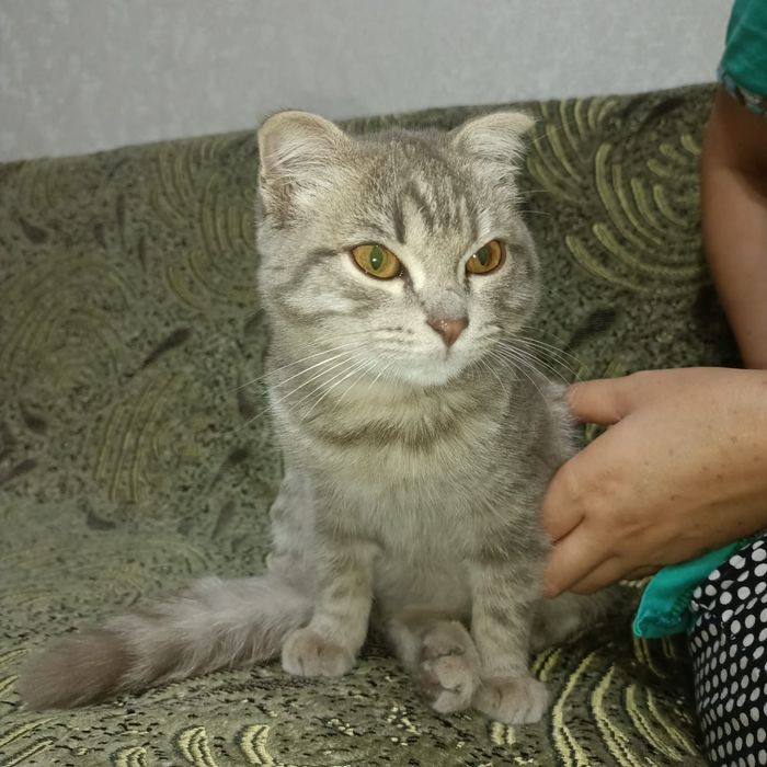 Продам котёнка. Шотландский вислоухи