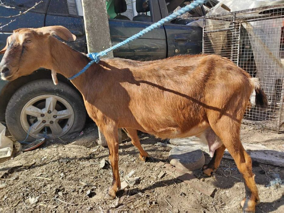 Vand capre cu cate 2 iezi