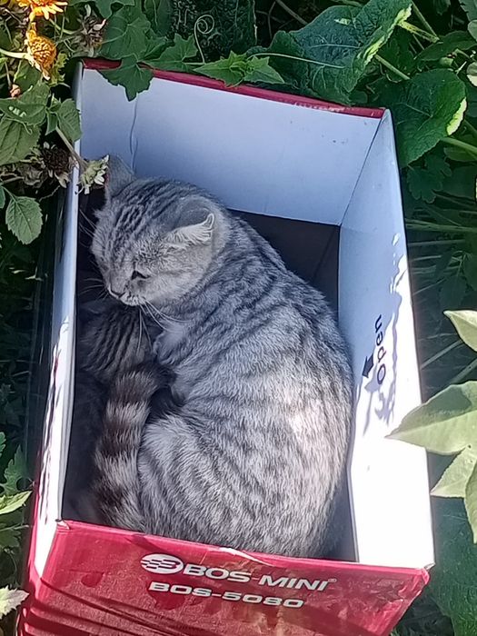 Отдам котят кошку