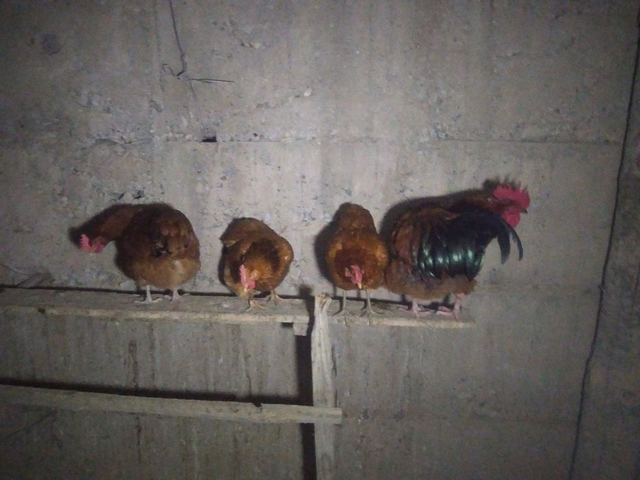 Тауык сатыладыыыы