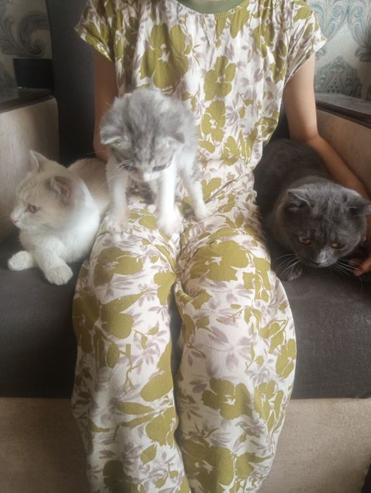 Зотдор мушуклар сотилади