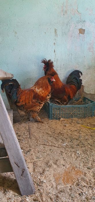 Продам петухов павловское золото