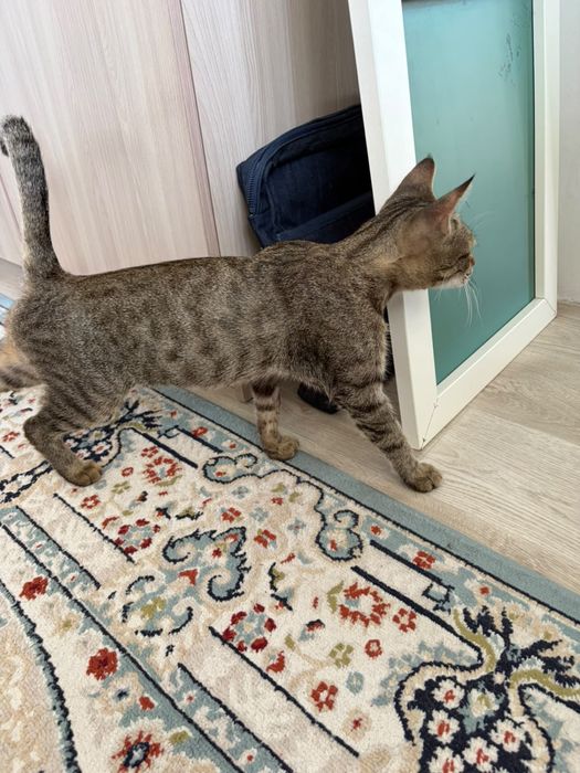 Кошка в добрые руки!!!