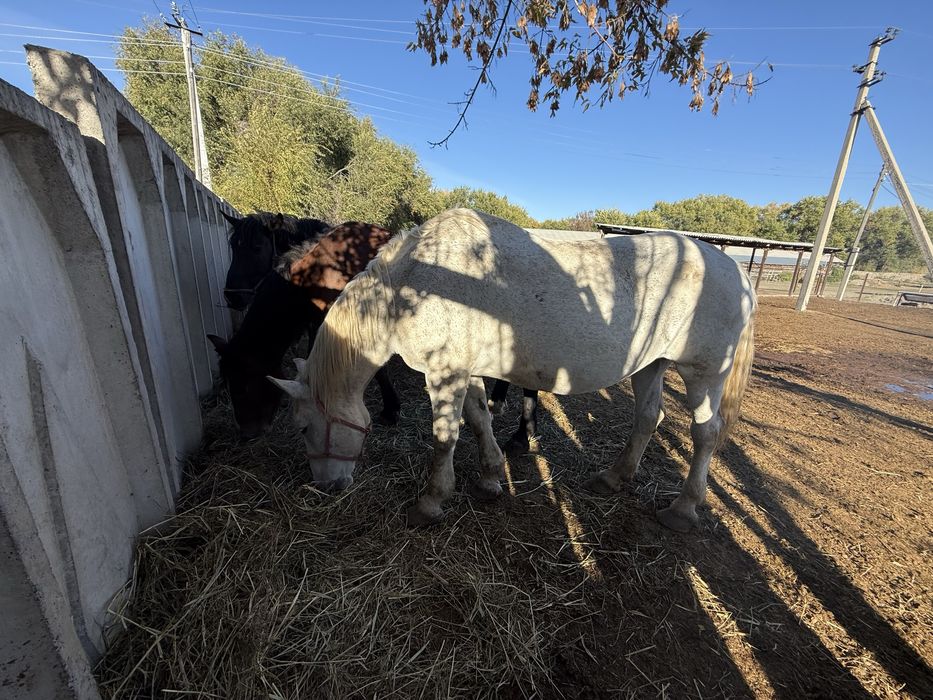 Тяжеловесные лошади