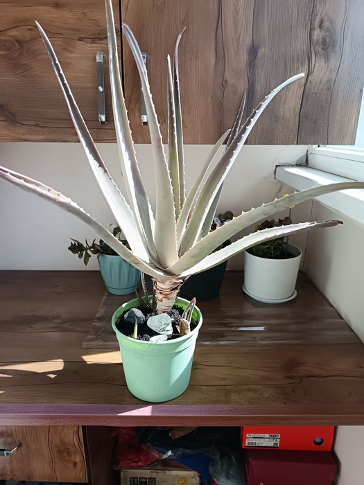 Продам алое вера