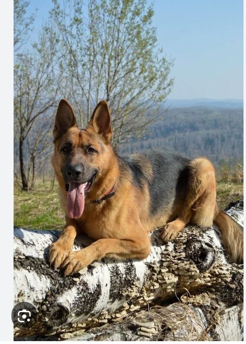 Немецкая овчарка чисто кровька