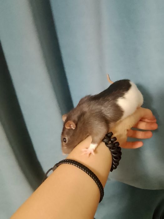 крысы дамбо ручные