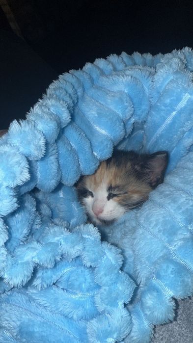 отдам даром кошку