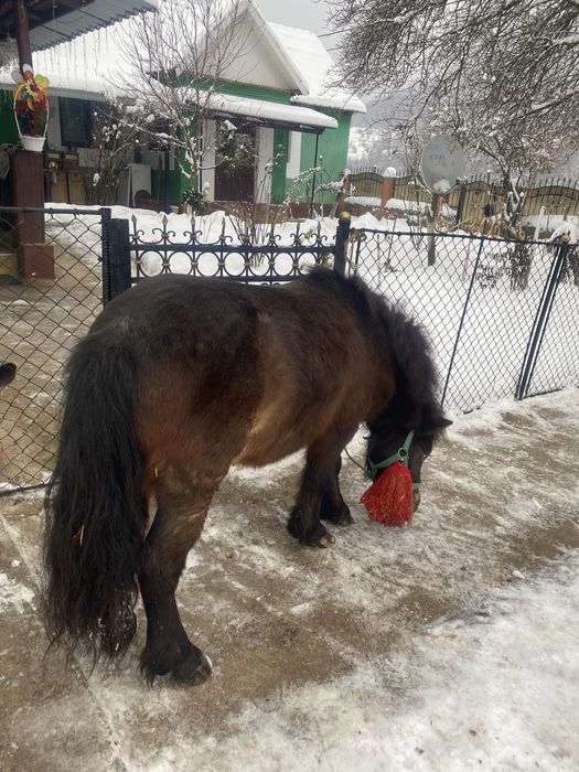 Vand ponei 4 anii sau schimb mai multe detali in scrieti in privat cei