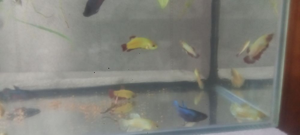 Аквариумные рыбки