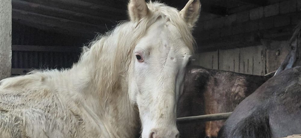 Жеребец 3 года объезжен чисто белый