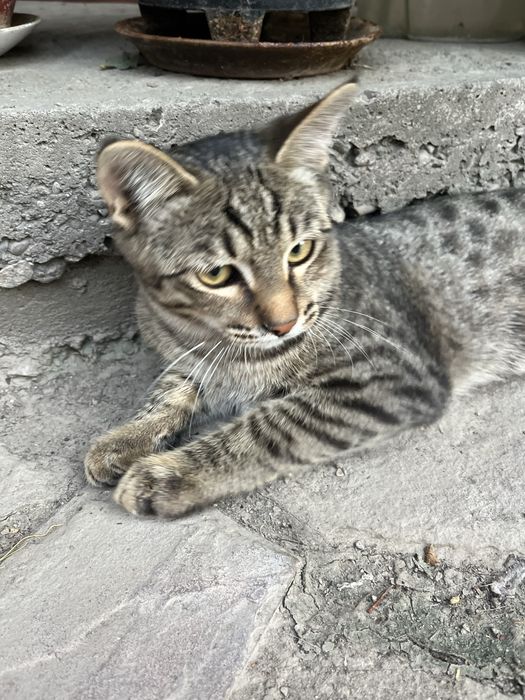Отдам бесплатно котят