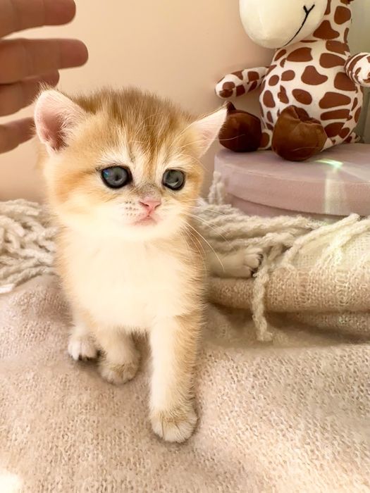 Котята Британские, окрас Шиншиллы