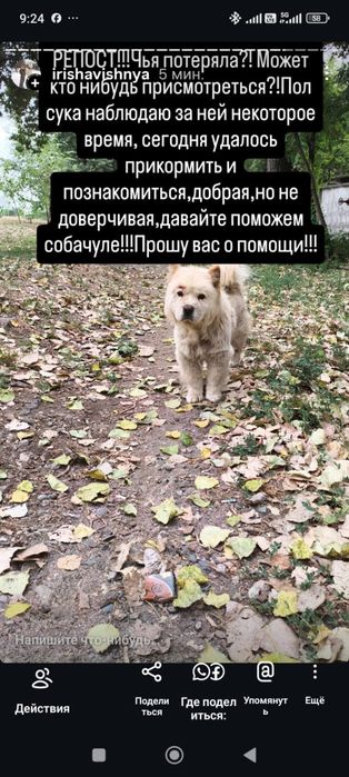 Отдам в добрые руки
