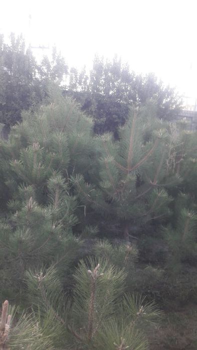 Archalar sotiladi  manzil Samarqand tuman