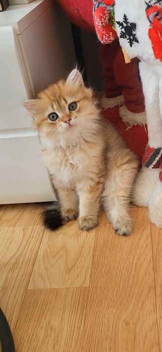 British Longhair Black Golden Shaded – Pedigree WCF, Părinți Campioni