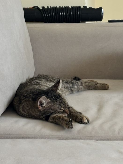 Отдам котенка в добрые руки