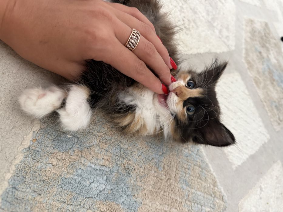 Отдам котенка в добрые руки