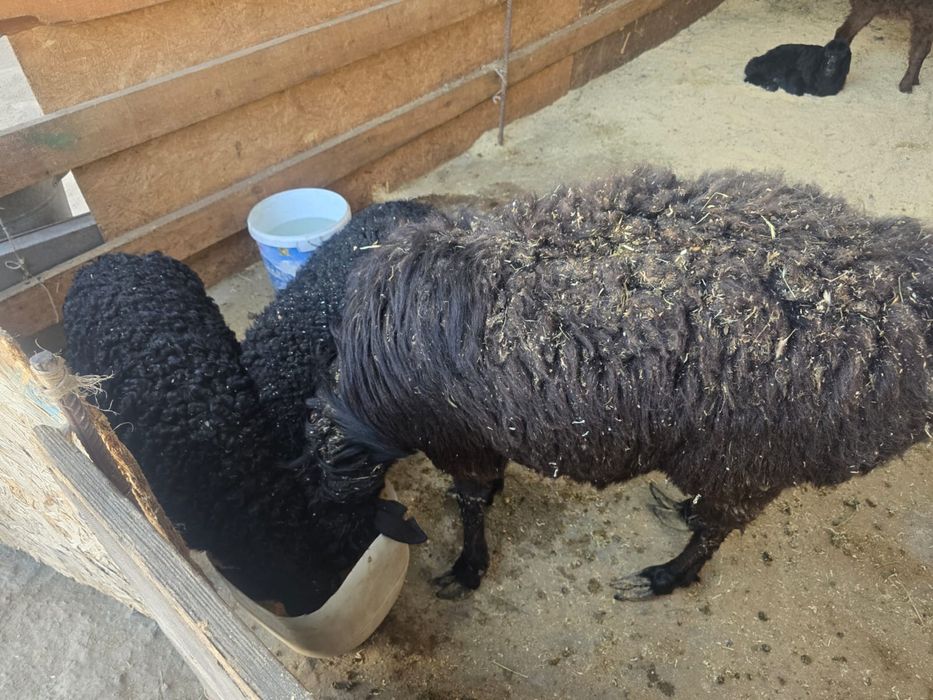 Баран , кои ешкы