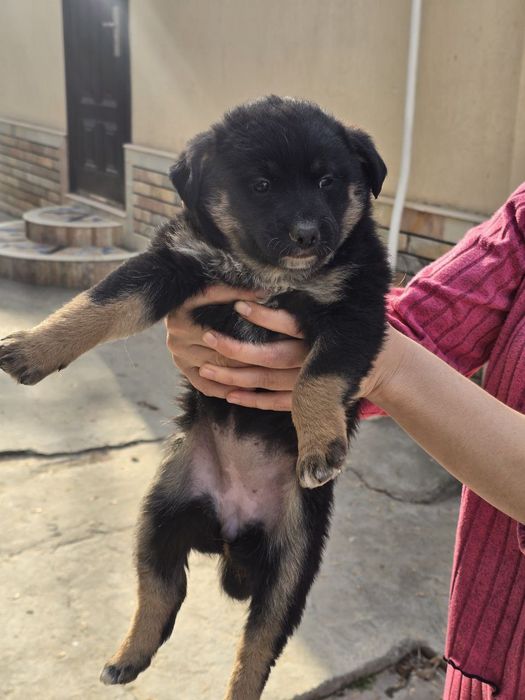 Щенок даром в добрые руки