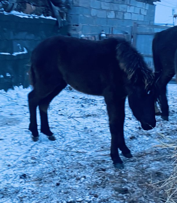 Жабағы сатам семіз